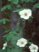 cornus nutalli nuttall dogwood bloom tree seed