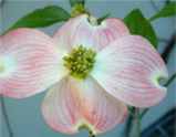 cornus florida rubra red flowering dogwood tree seed