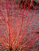 cornus sanguinea bloodtwg dogwood tree seed