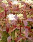 cornus sanguinea bloom bloodtwig dogwood tree seed