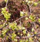 corylopsis sinensis chinese winterhazel shrub seed 