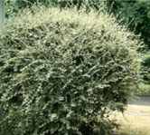 cotoneaster franchetii franchet shrub seed