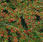 cotoneaster horizontalis rock cotoneaster shrub seed