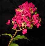 lagerstroemia indica crape myrtle plant