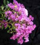 crape myrtle catawba lagerstroemia indica plant