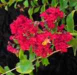 crape myrtle dynamite lagerstroemia indica plant 