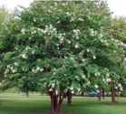 natchez crape myrtle lagerstroemia indica plant