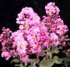 crape myrtle pink velour lagerstroemia indica plant