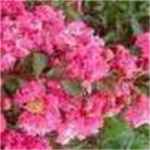 crape myrtle rapsody in pink lagrstroemia indica