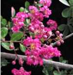crape myrtle raspberry sundae lagerstroemia indica plant