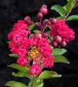crape myrtle red rocket lagerstroemia indica plant