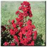 crape myrtle siren red lagerstroemia indica plant