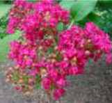 tonto crape myrtle lagerstroemia indica plant