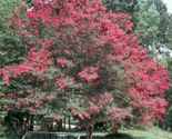 tuscarora crape myrtle lagerstroemia indica plant