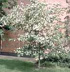 crataegus cordata washington hawthorne tree seed