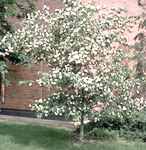 crataegus cordata washington hawthorne tree seed