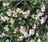 crataegus mollis downy hawthorne seed