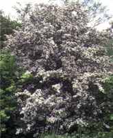 crataegus mongyna singel seeded hawthorne seed