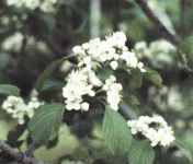 crataegus punctata dotted hawthorne seed