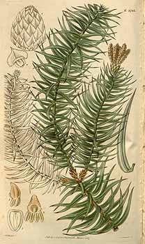 cunninghamia lanceolata sketch 1827 seed plant