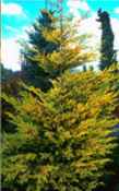 cupressus leylandi leyland cypress tree seedling
