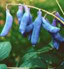 decaisnea fargesii dead mans fingers tree seed