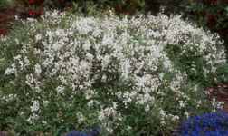 deutzia nikko shrub plant