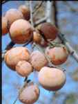 diospyros kaki japanese persimmon tree seed