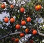 diospyros rhombifolia diamond leaf persimmon tree seed