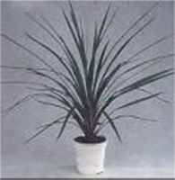 dracaena draco dragon tree seed