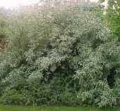 elaeagnus umbellata autumn olive seed tree