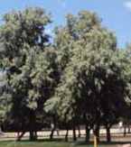 elaeagnus angustifolia russian olive sed tree