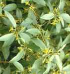 elaeagnus commutata wolf willow tree seed