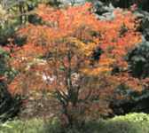 enkianthus campanulatus redvein tree seed