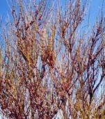 ephedra viridis green mormon tea jointfir seed plant