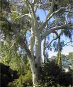 eucalyptus citriodora lemon gum tree seed