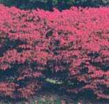 euonymus alata burning bush shrub seed