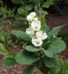 exochorda giraldii var wilsonii tree seed