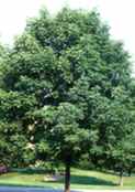 fagus americana american beech tree seed