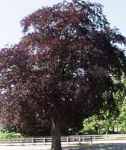 fagus sylvatica atropurpurea purple beech tree seed