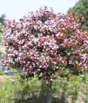 feijoa sellowiana guava tree seed