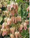 firmiana simplex chinese parasol tree bloom