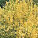 forsythia x intermedia lynwood gold shrub