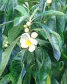 franklinia alatamaha ben franklin tree bloom 