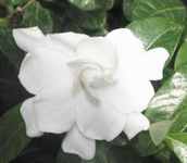 gardenia jasminoides august beauty shrub plant