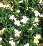 gardenia jasminoides kleims hardy shrub plant