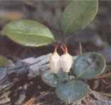 gaultheria procumbens wintergreen seed plant