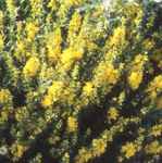 genista tinctoria dyers greenwood seed