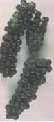 grape baco noir vine plant