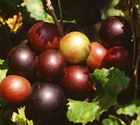 brown muskat grape vine plant
